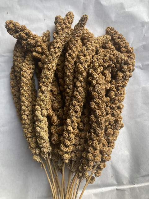 SPINNE Einzelkomponenten Kolbenhirse